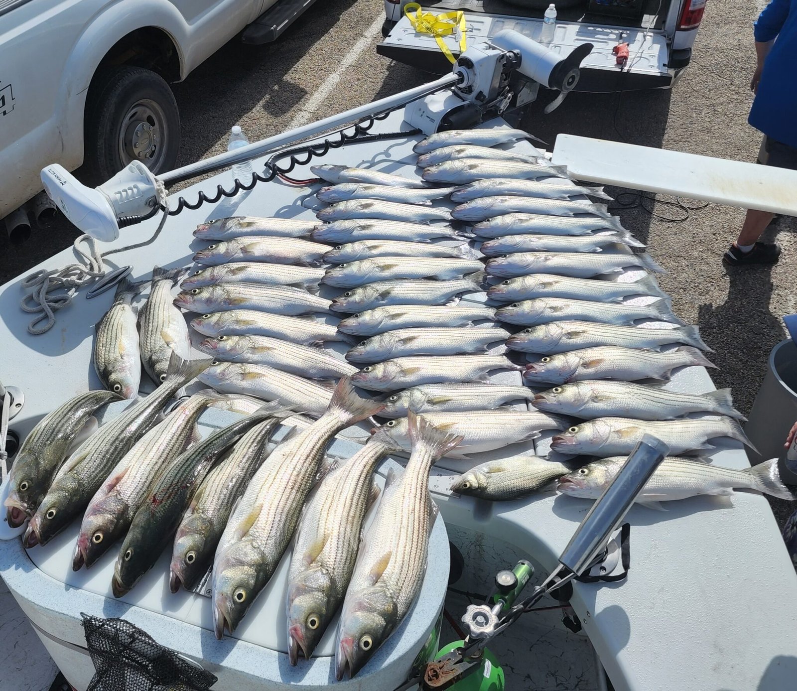 Fishing Charter Striped Bass & Catfish Lake Whitney & Granbury